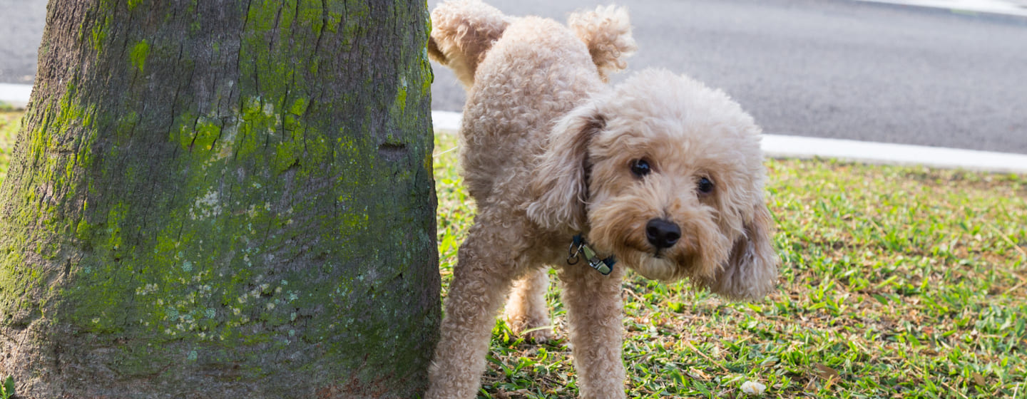 Dog best sale doing potty